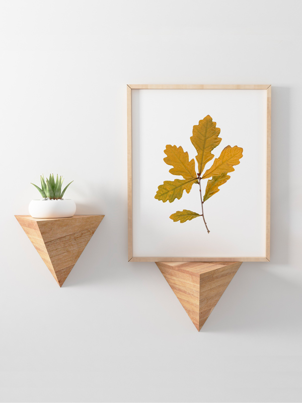 Herbier Rameau de chêne • automne – Image 2