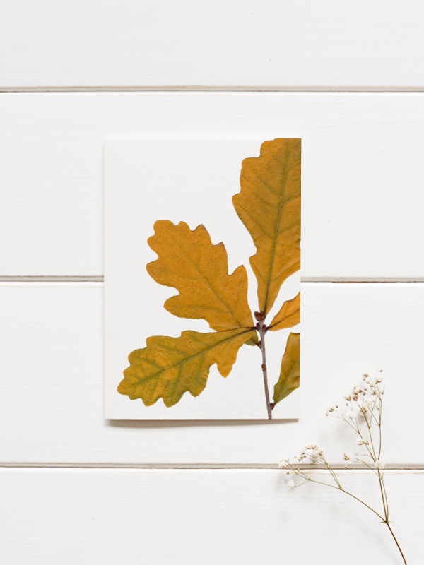 Herbier Rameau de chêne • automne – Image 3
