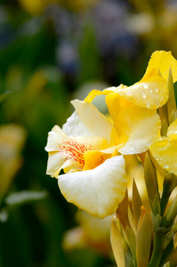 Canna après la pluie, photographie haute résolution d'une fleur jaune de canna