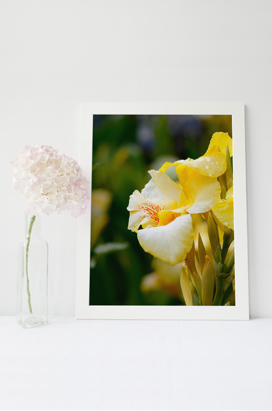 Canna après la pluie – Image 2