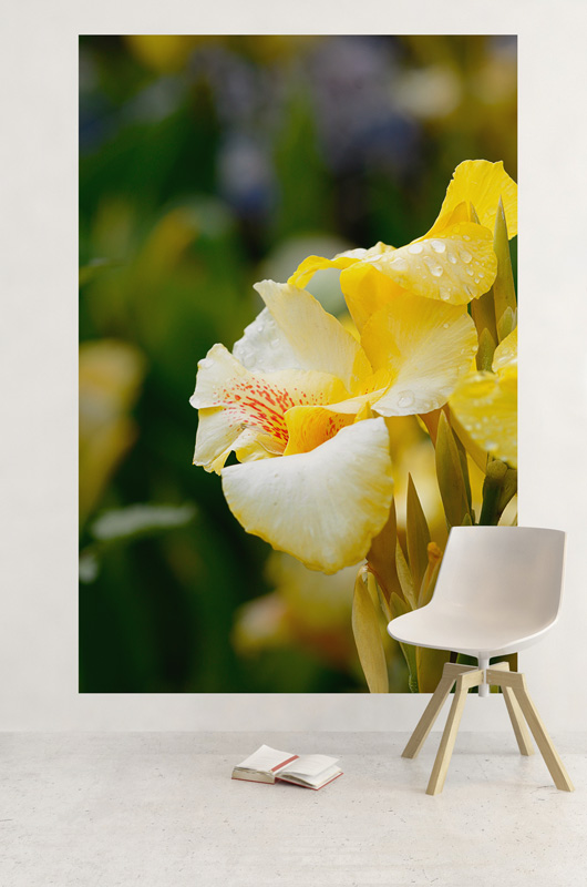 Canna après la pluie – Image 3