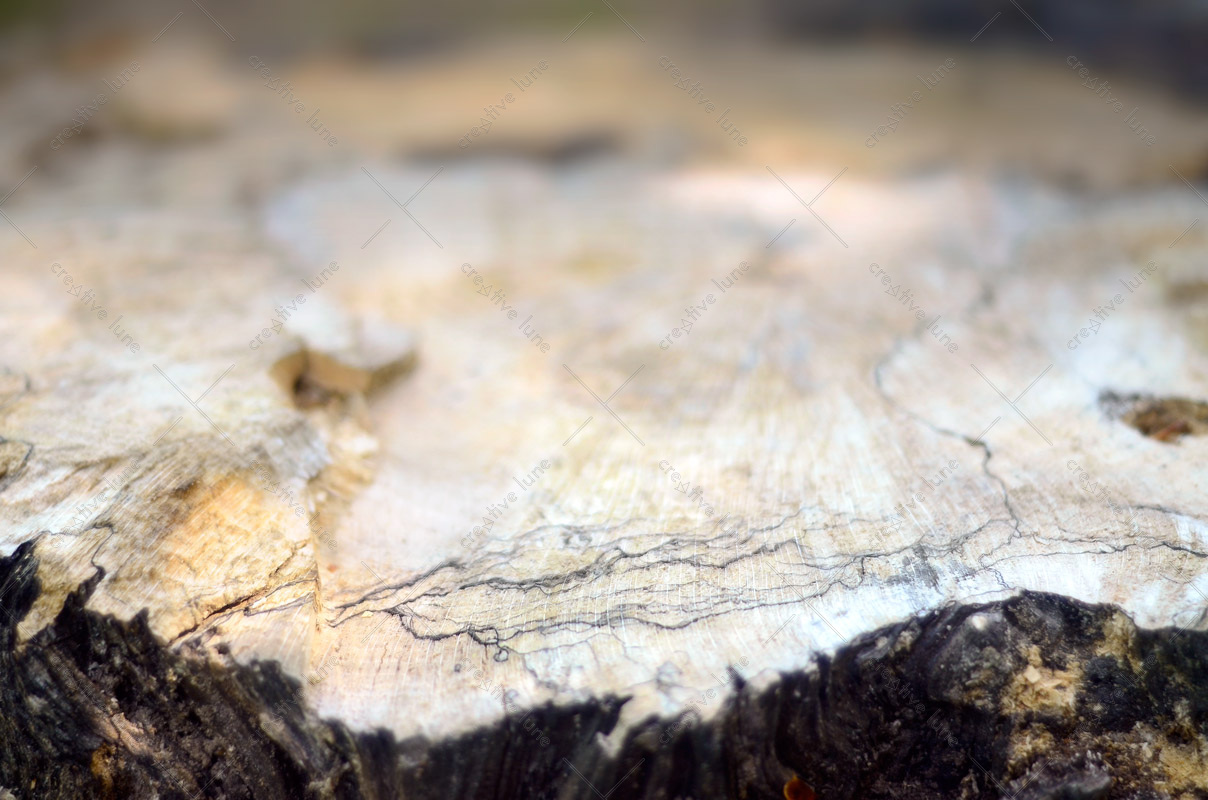 Détails du Bois : Coupe d'arbre • Photo à télécharger