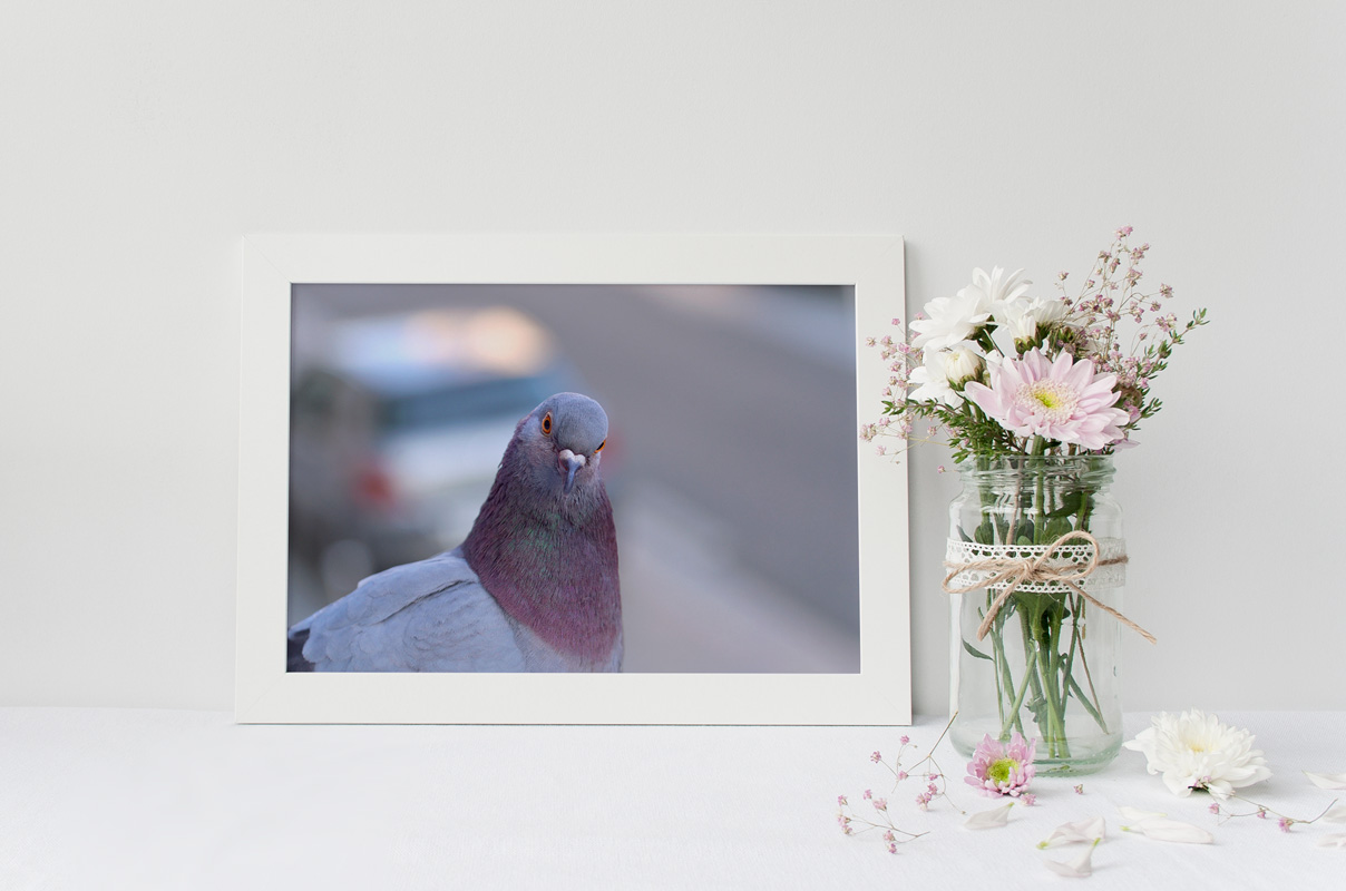 Pigeon Biset en ville – Image 2
