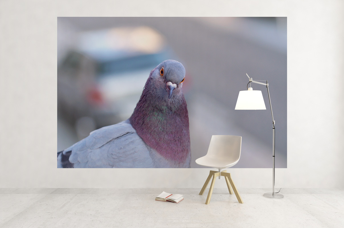 Pigeon Biset en ville – Image 3