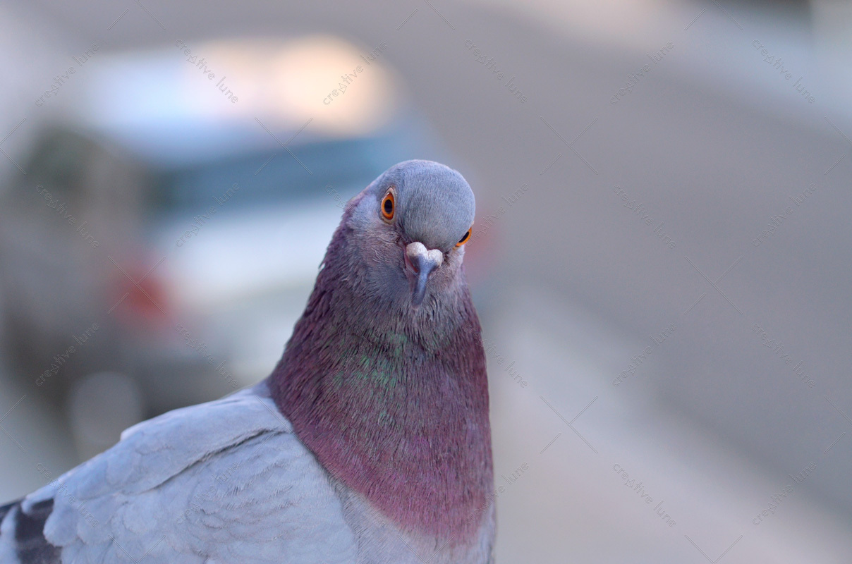 Pigeon Biset en ville • Photographie d'oiseau grand format à télécharger. Pigeon curieux venu se poser sur un bord de fenêtre... effet bokeh...