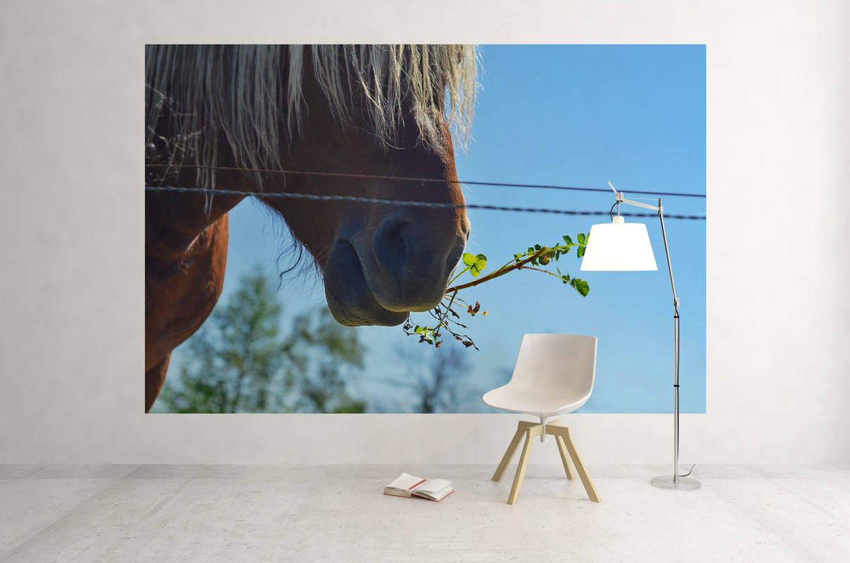 Cheval des Pyrénées mangeant une Herbe – Image 3