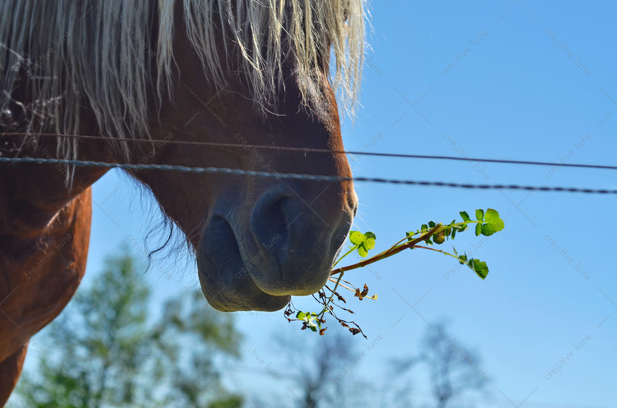 Cheval des Pyrénées mangeant une Herbe • Photo Animal libre de droits à télécharger d'un cheval type Alezan. On voit en détail son museau...