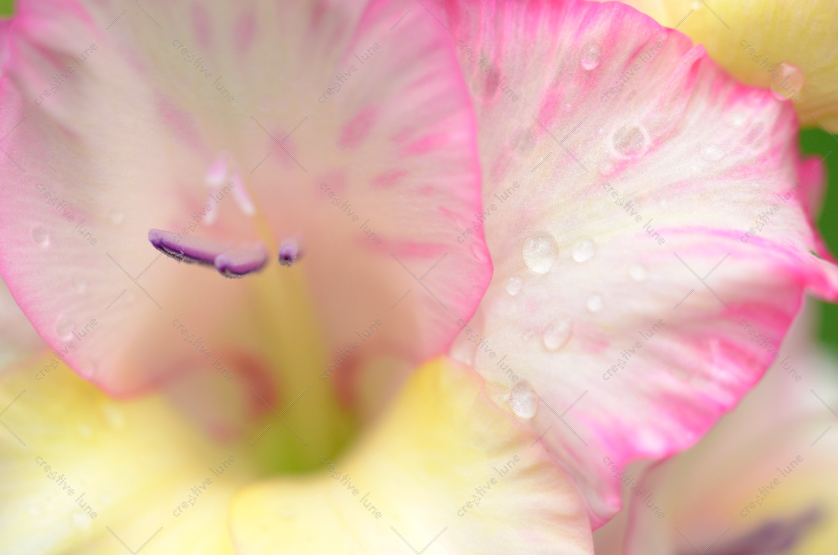 Glaïeul Priscilla & Goutte d'Eau, photographie libre de droits haute résolution d'une fleur de Glaïeul en gros plan... blanc, jaune, rose, fond vert...