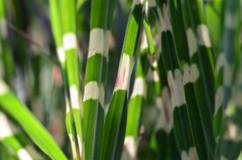 Roseau de Chine • Photographie de Plante Libre de Droits d'une graminée au feuillage vert et zébré appelée Miscanthus sinensis Zebrinus...,