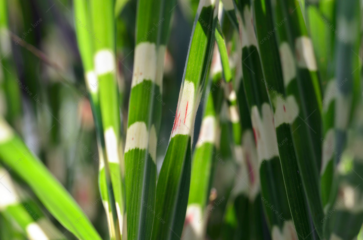 Roseau de Chine • Photographie de Plante Libre de Droits d'une graminée au feuillage vert et zébré appelée Miscanthus sinensis Zebrinus...,